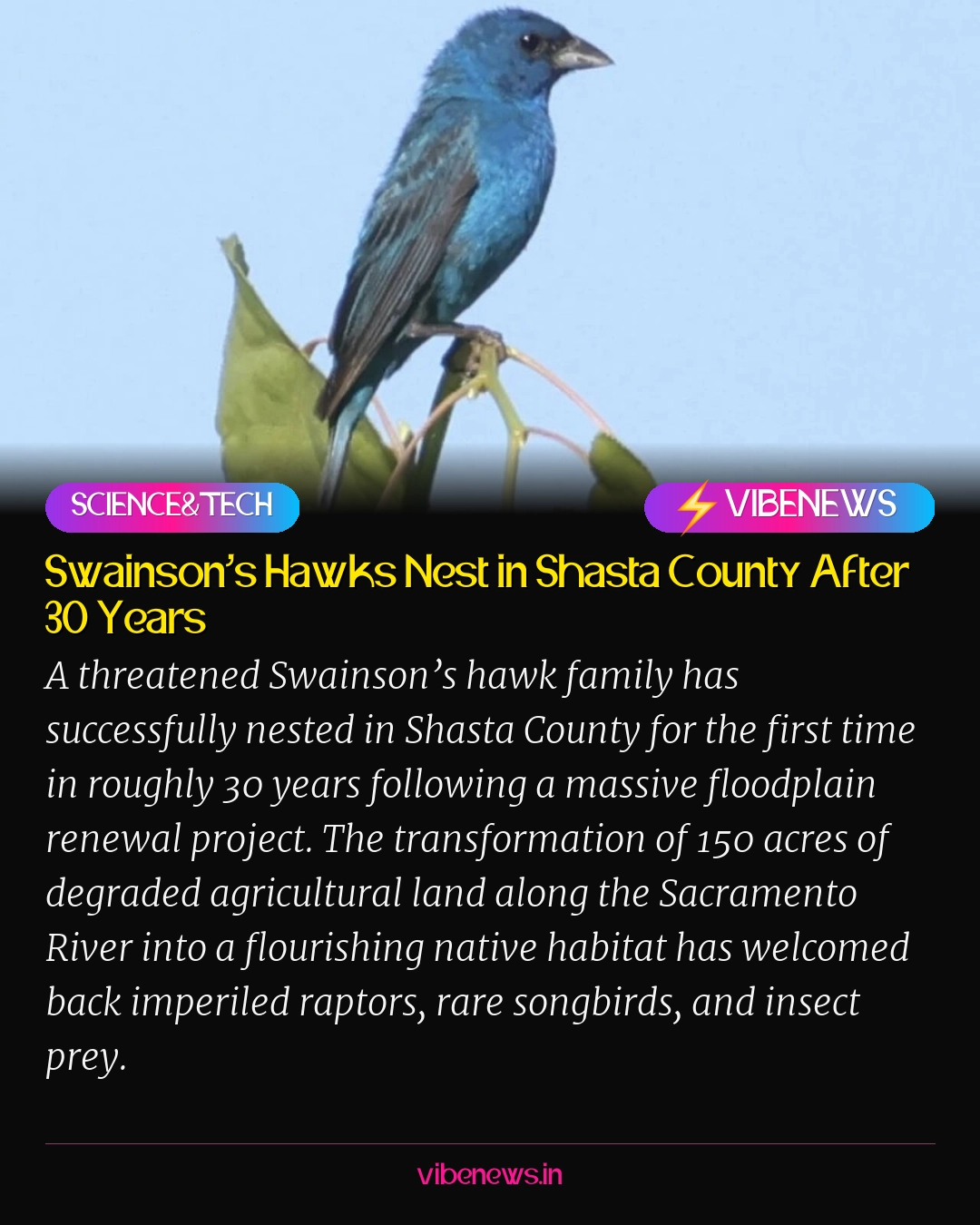 Swainson’s Hawks Nest in Shasta County After 30 Years