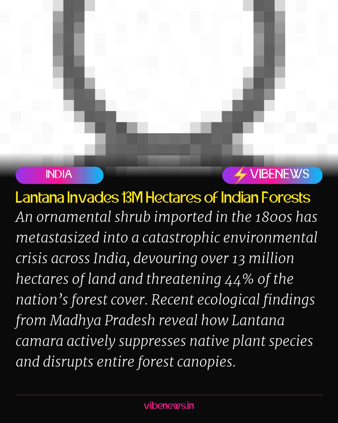 Lantana Invades 13M Hectares of Indian Forests