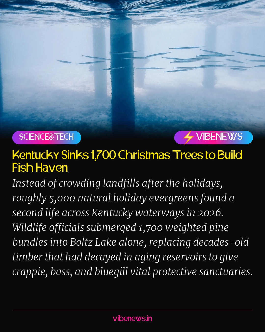 Kentucky Sinks 1,700 Christmas Trees to Build Fish Haven