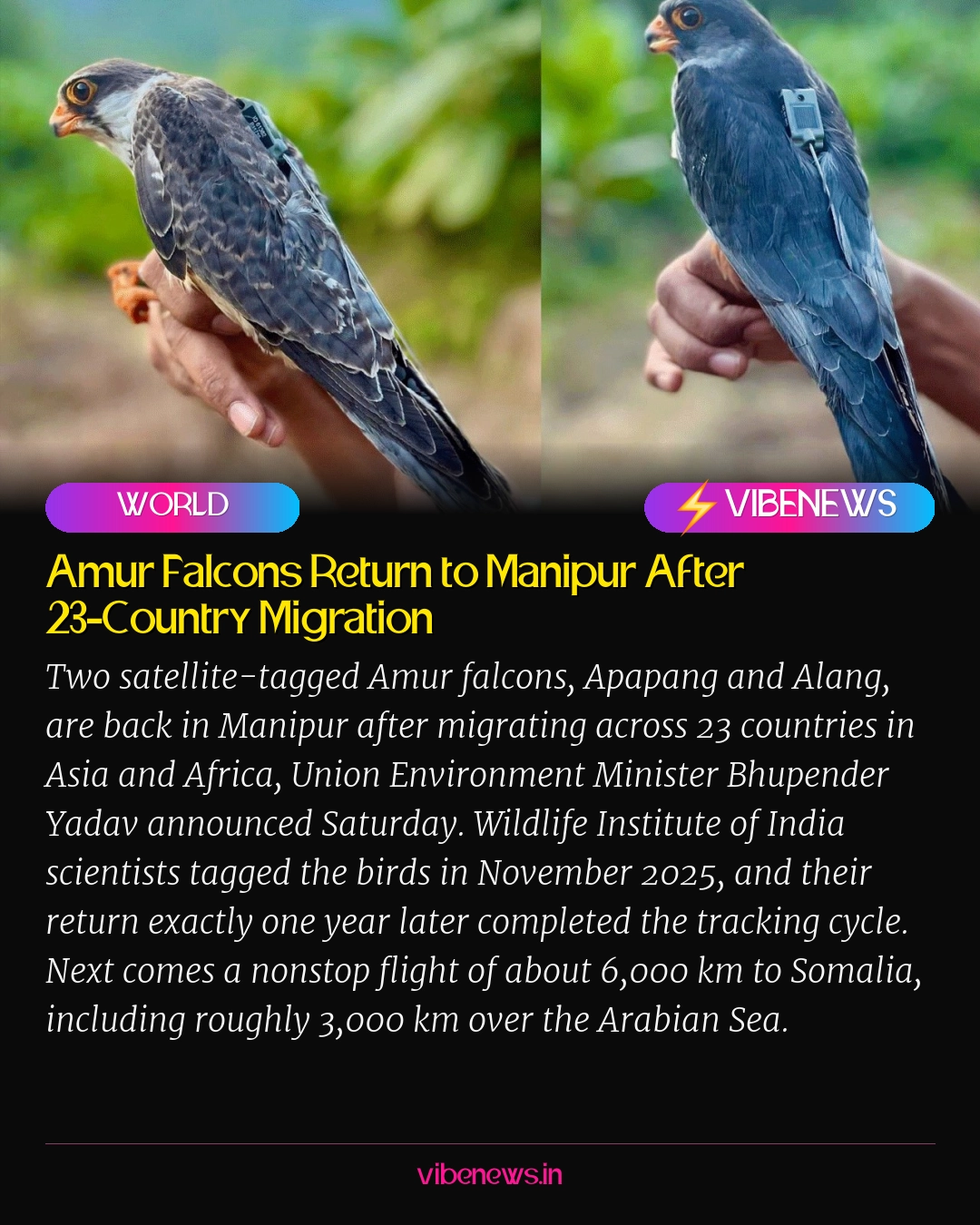 Amur Falcons Return to Manipur After 23-Country Migration