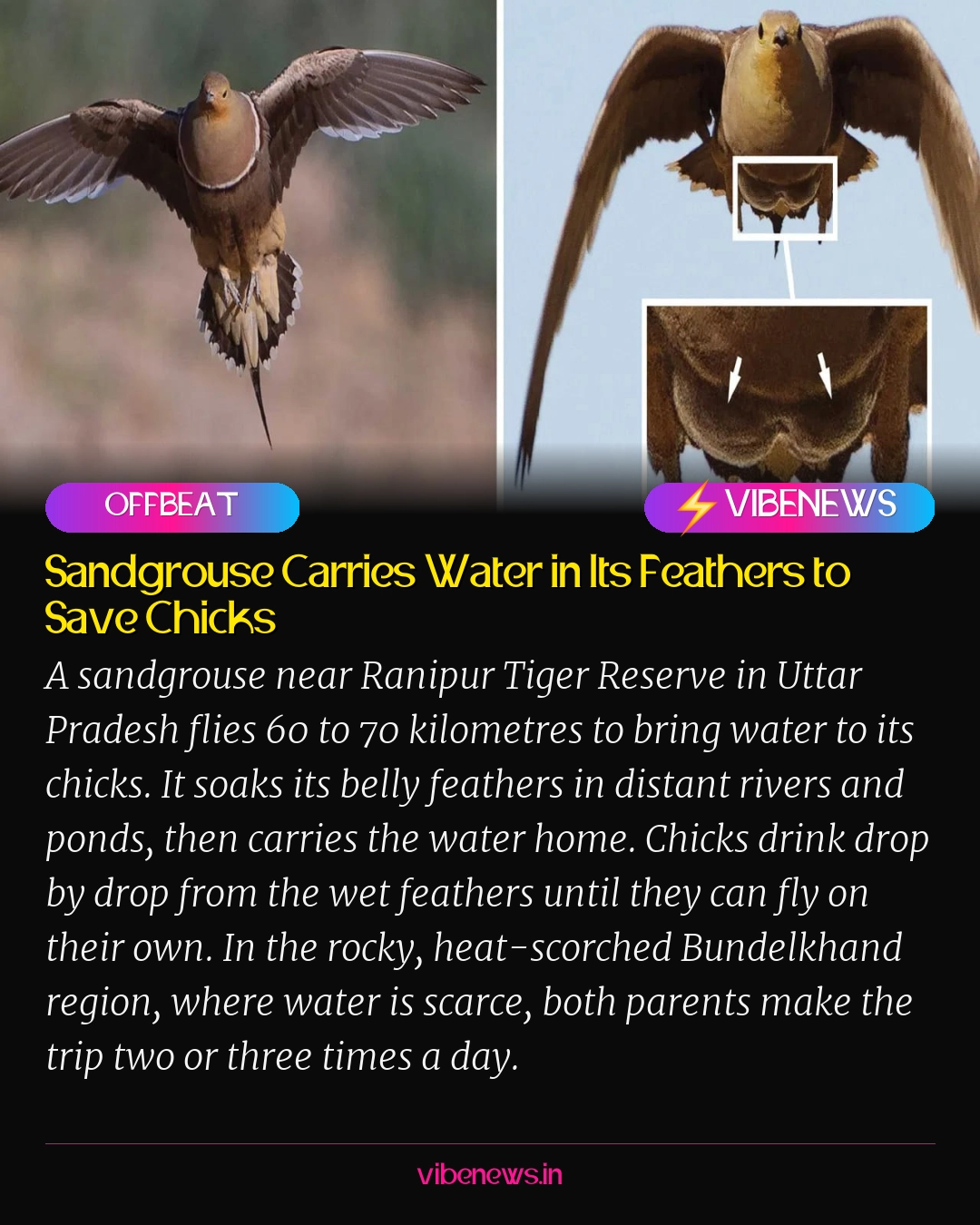Sandgrouse Carries Water in Its Feathers to Save Chicks