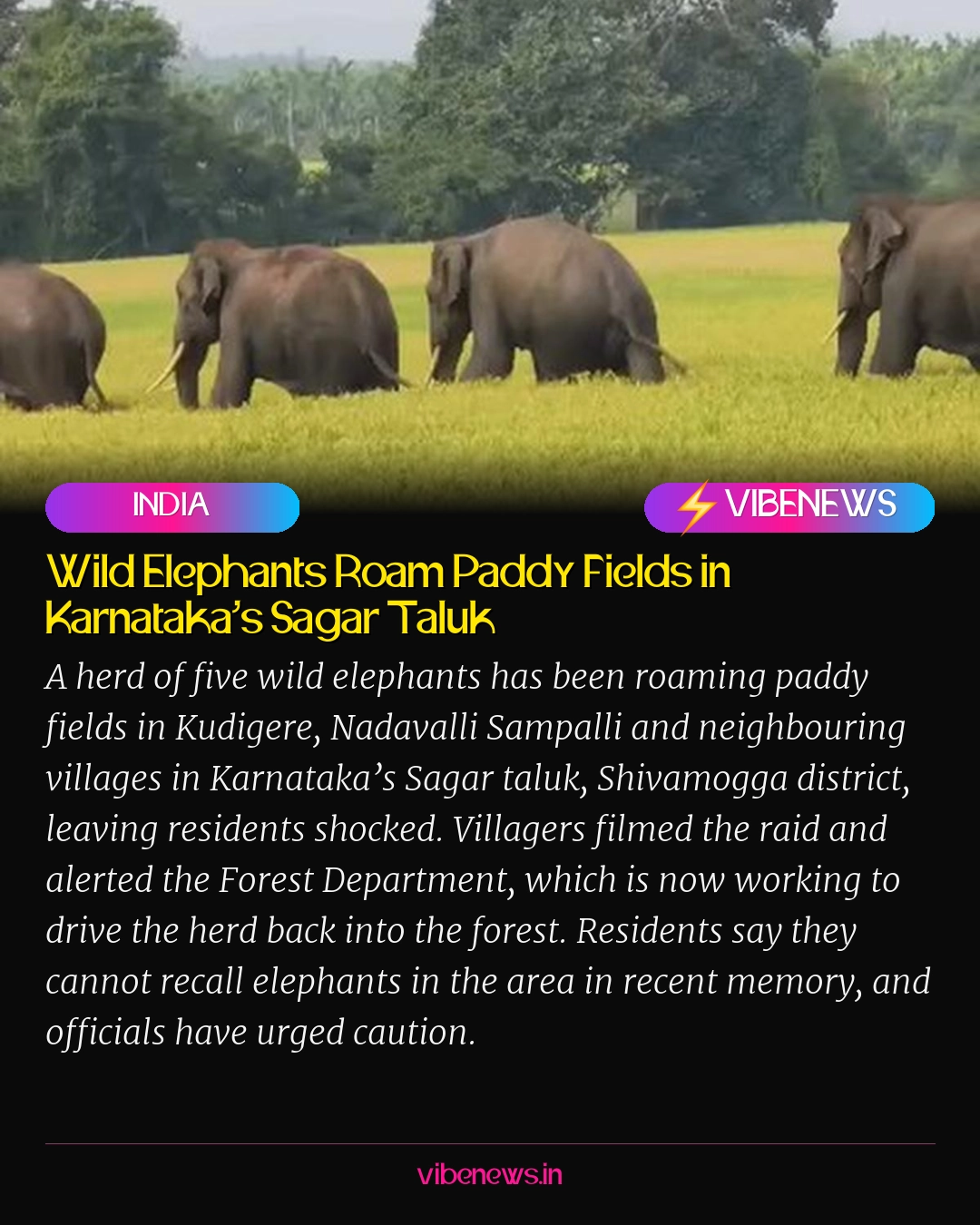 Wild Elephants Roam Paddy Fields in Karnataka’s Sagar Taluk